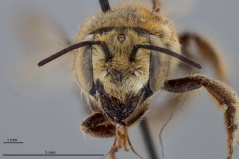Media type: image;   Entomology 794855 Aspect: head frontal view